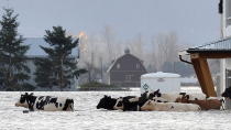 <p>Cows are left stranded near a barn shortly before their rescue, due to widespread flooding in Abbotsford, British Columbia, Canada November 16, 2021. REUTERS/Jennifer Gauthier</p> 