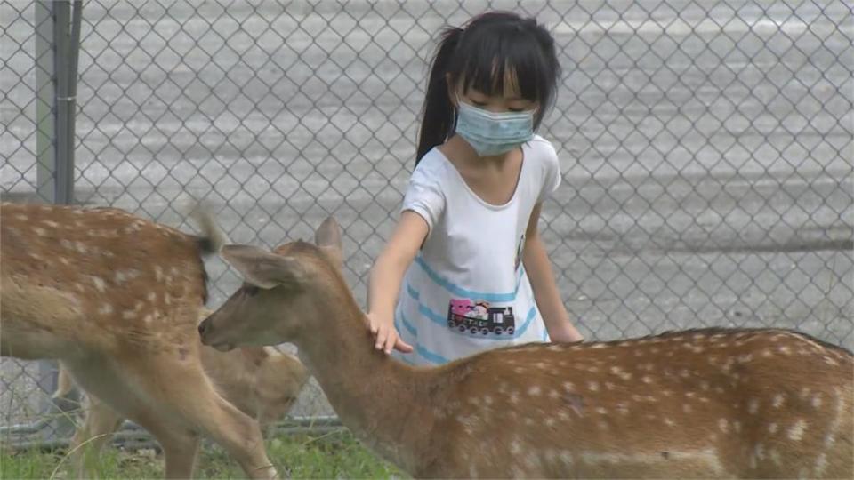 台版「奈良」在台東！　成群梅花鹿漫步公園