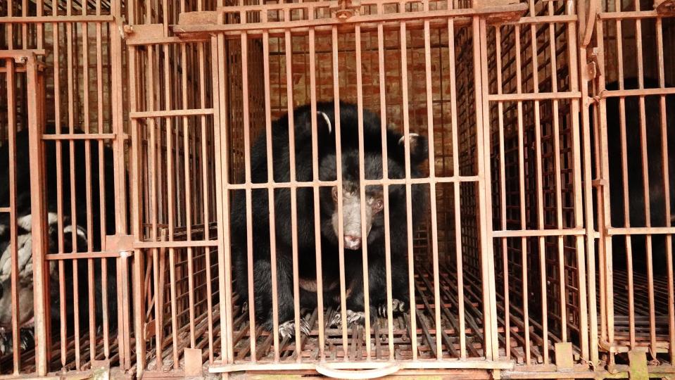 Bears Rescued from Bile Farm