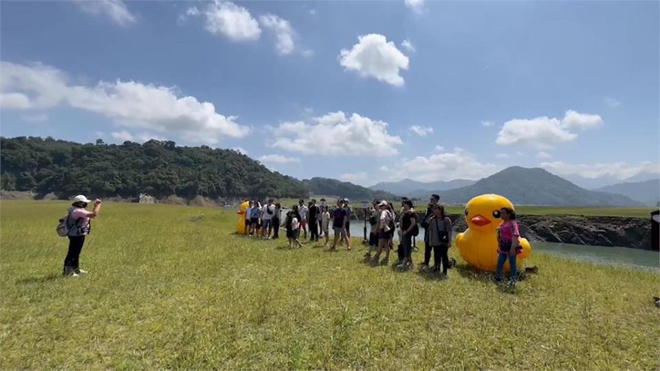 2隻黃色小鴨驚喜現身　石門水庫夢幻草原打卡新熱點