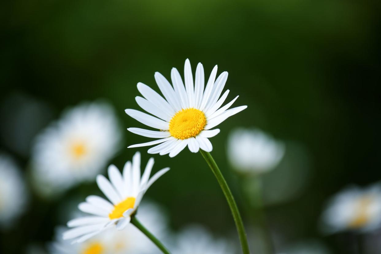 close up of white daisy flower,mikkeli,finland