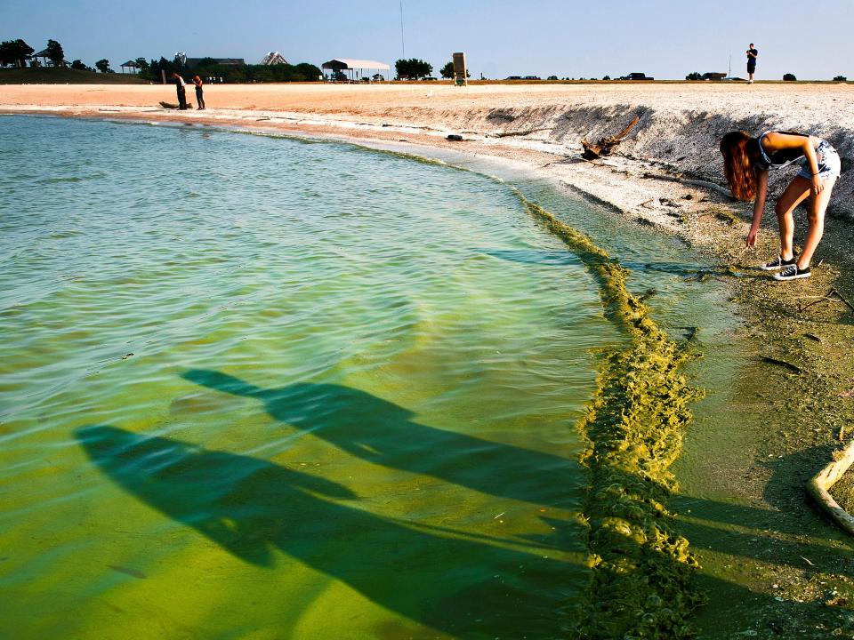 algal bloom algae toxic pond water