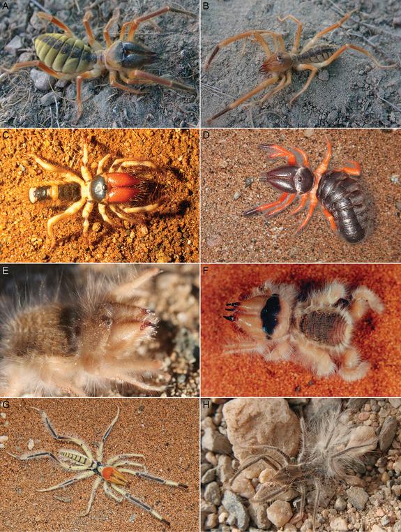 arachnids examples