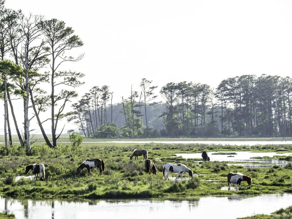 <p>The famed Chincoteague wild ponies wander free on this small island in Virginia. </p>