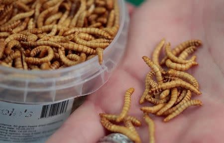 An attendee of the 'Eating Insects Detroit: Exploring the Culture of Insects as Food and Feed' conference shows edible freeze-dried mealworms at Wayne State University in Detroit, Michigan May 26, 2016. REUTERS/Rebecca Cook