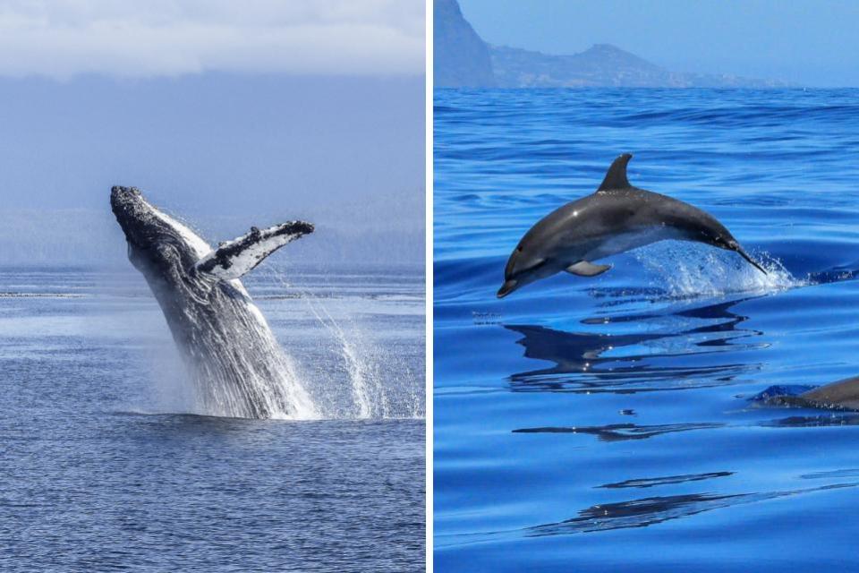 The Herald: Chanonry Point near the NC500 is great for those travelling along the scenic route (Getty/Canva)