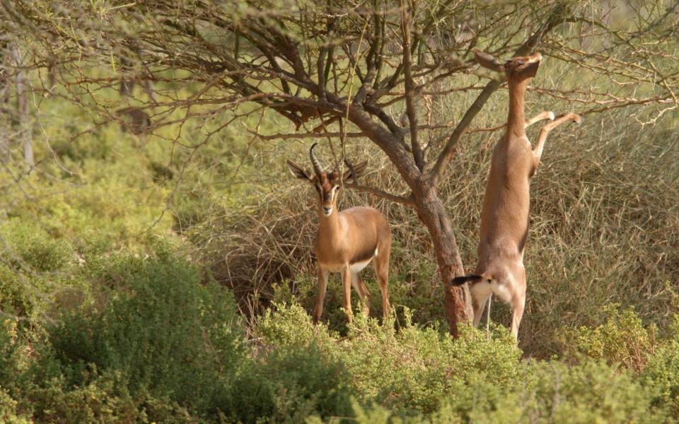 Al Marmoom Desert Conservation Reserve - Dubai Tourism