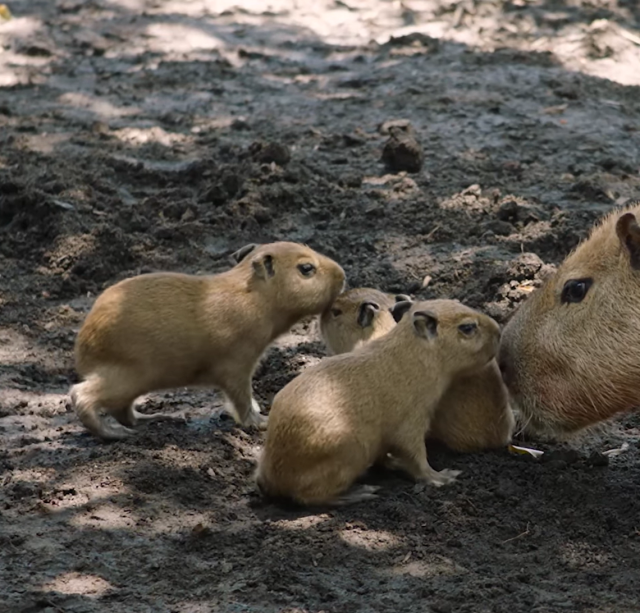 Adorable capybara babies just born at California zoo. Watch as they follow  mom around