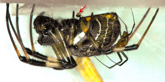 <i>Nephilengys malabarensis</i> male and female showing extreme sexual dimorphism where the much smaller male is resting on the female’s abdomen after escaping from female cannibalism via emasculation during copulation. The self-emasculated mal