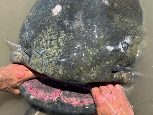 Monster catfish captured on St. Croix (no, we're not exaggerating)