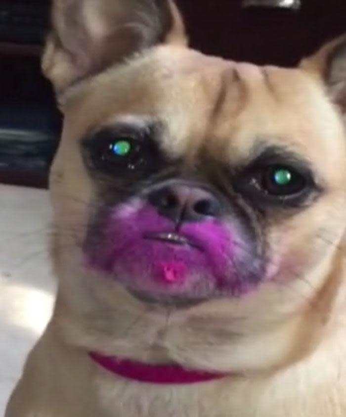 WATCH: Pooch just wants to try a fabulous new look