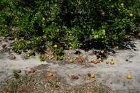 Ripe and rotten oranges due to the lack of workers for harvesting are seen at a farm in Lake Wales