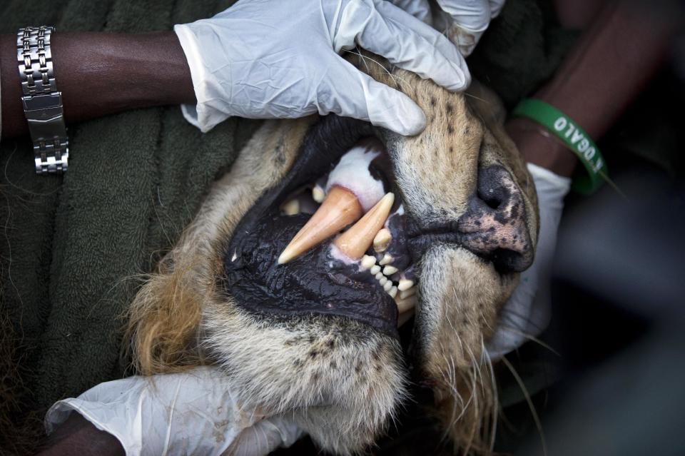 In this photo taken Saturday, Jan. 25, 2014, a team led by the Kenya Wildlife Service (KWS) take measurements of the canine teeth while they prepare to fit a GPS-tracking collar to a tranquilized male lion, in Nairobi National Park in Kenya. Kenyan wildlife authorities are fitting livestock-raiding lions with a GPS collar that alerts rangers by text message when the predators venture out of Nairobi National Park, enabling the rangers to quickly move to the areas where the lions have encroached and return the animals to the park. (AP Photo/Ben Curtis)