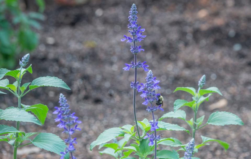 A bee lands on Mystic Spires Blue Salvia, one of the Southern plants at Montgomery Botanical Gardens.