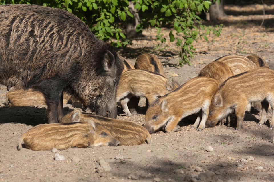 Feral hogs are prolific breeders. Sows become sexually mature at six months. They can have two litters a year, with six to 12 piglets in each litter.