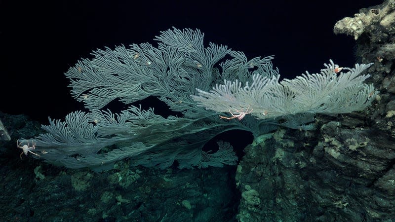 Primnoid coral with various other animals nearby, found during Dive 665. - Photo: <a class="link " href="https://schmidtocean.photoshelter.com/galleries/C0000HRWFfu1r_rE/G0000rTHPxnoGl64/I0000rI19kwsJLUI/Primnoid-Coral-documented-on-the-western-side-of-the-seamount-Moai" rel="nofollow noopener" target="_blank" data-ylk="slk:ROV SuBastian/Schmidt Ocean Institute under CC BY-NC-SA;elm:context_link;itc:0;sec:content-canvas">ROV SuBastian/Schmidt Ocean Institute under CC BY-NC-SA</a>