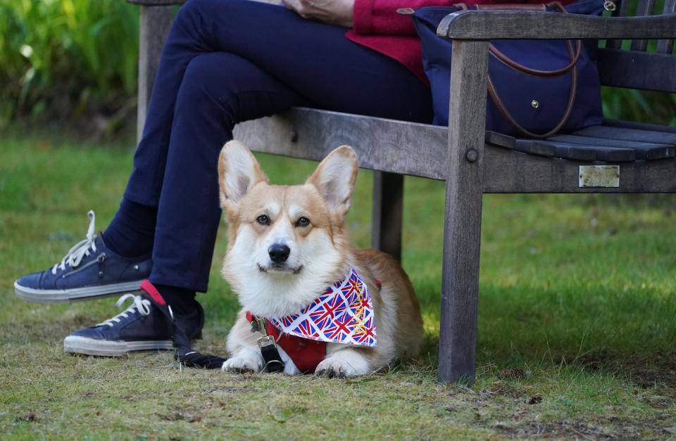 A corgi at Balmoral during an event with the Corgi Society of Scotland (PA)