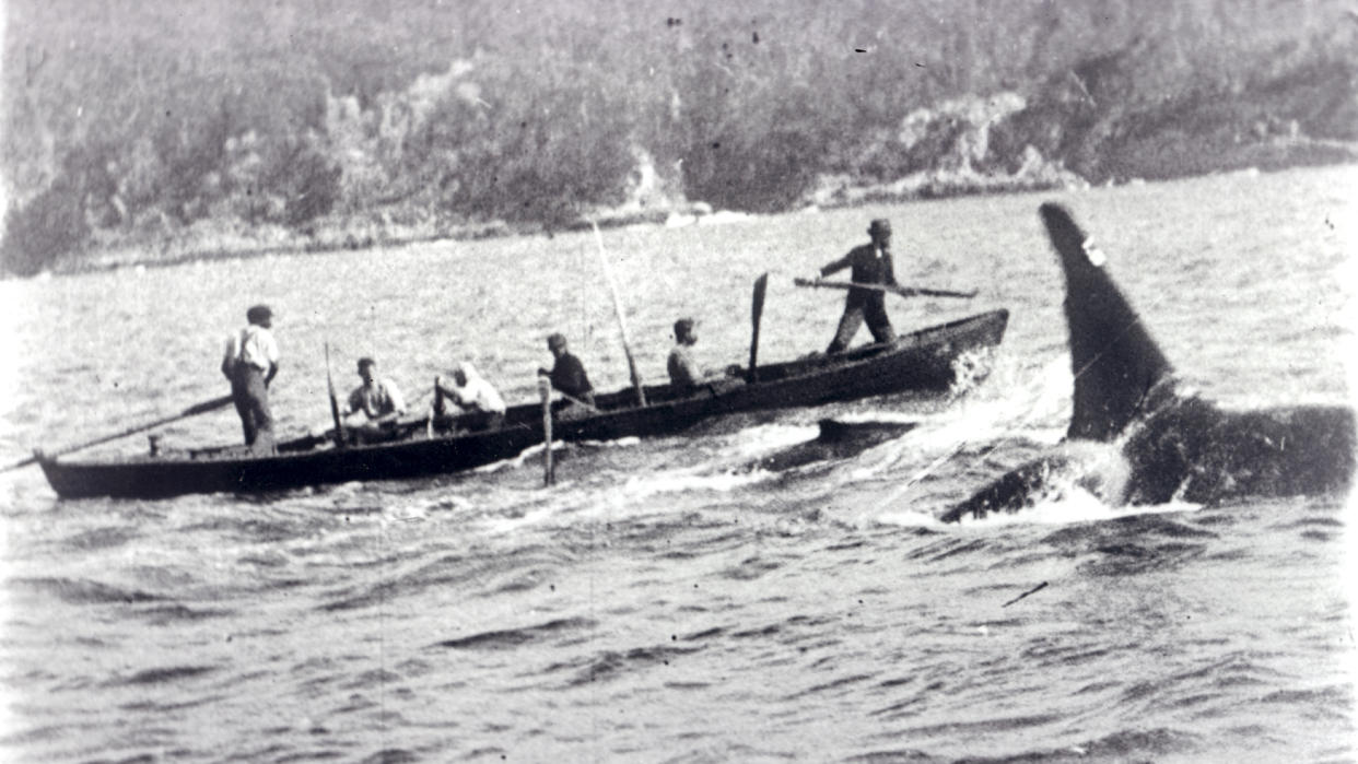  A killer whale hunting alongside a whaling boat in the early 20th century. 