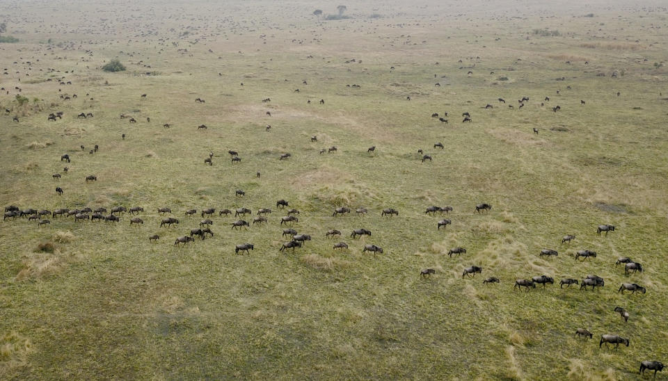 The annual migration of wildebeest from the Serengeti National park in Tanzania to the Maasai Mara national reserve in Kenya is seen from a drone in the Maasai Mara Wednesday, July 22, 2020. Travel restrictions kept tourists away for the annual Great Wildebeest Migration in Kenya's Maasai Mara National Reserve and only a handful of guides and park wardens were there to watch thousands of wildebeest make their famous trek in search of new grazing pastures(AP Photo/Joe Mwihia)