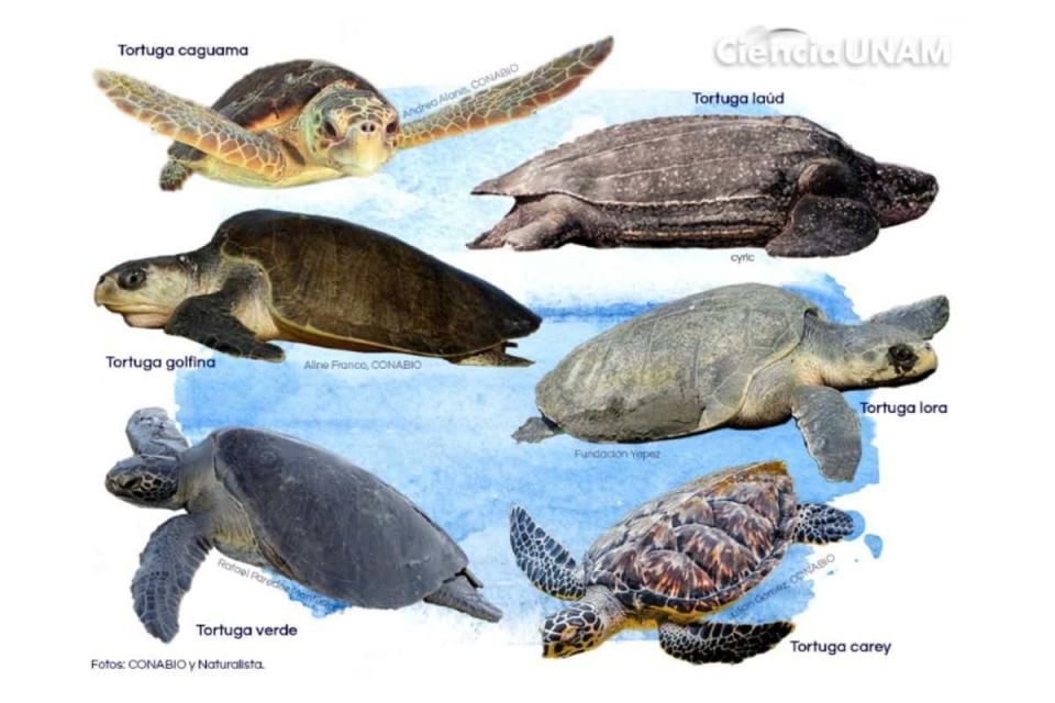 Las distintas especies de tortugas marinas en México.