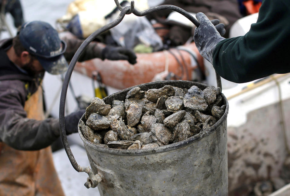 FILE - In this Dec. 20, 2013 file photo, oysters are unloaded on Deal Island, Md. Researchers outlined in a report published in February 2017, that a new strain of disease-causing bacteria has been found thriving along the Atlantic Coast which can contaminate oysters or other shellfish. (AP Photo/Patrick Semansky, File)