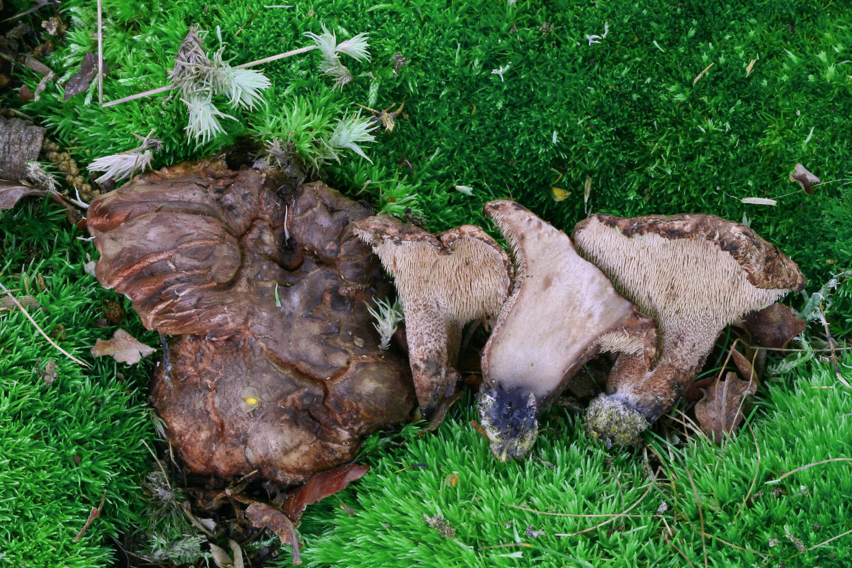 Hydnellum nemorosum, a rare fungus found in Windsor Great Park (Martyn Ainsworth/PA)