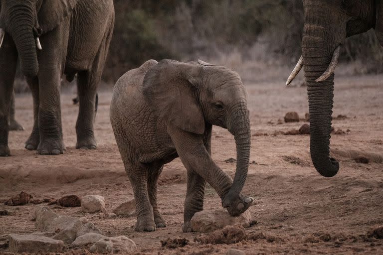 Un elefante joven juega con una roca