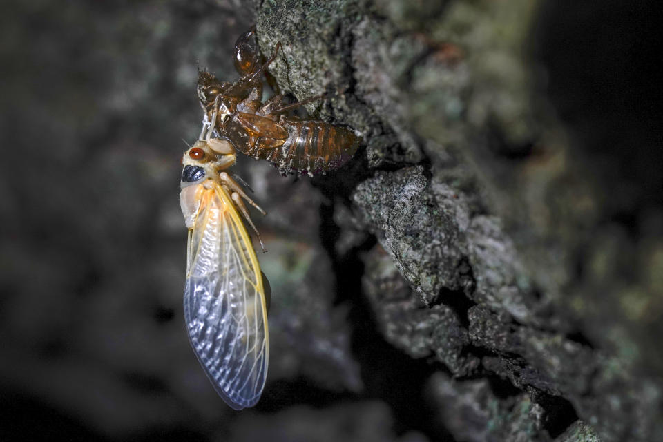 An adult cicada rests after shedding its nymphal skin, on the bark of an an oak tree early Wednesday, May 5, 2021, on the University of Maryland campus in College Park, Md. Trillions of cicadas are about to emerge from 15 states in the U.S. East. Scientists say Brood X is one of the biggest for these bugs which come out only once every 17 years. (AP Photo/Carolyn Kaster)