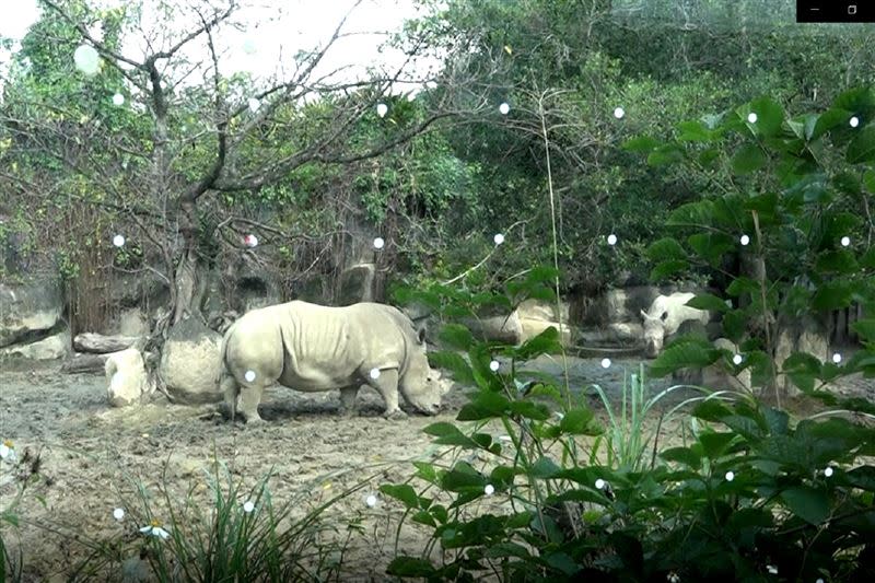 動物園為了改善鳥類窗殺問題，增設防止鳥類誤撞的「友善鳥類窗貼」。（圖／台北市立動物園提供）