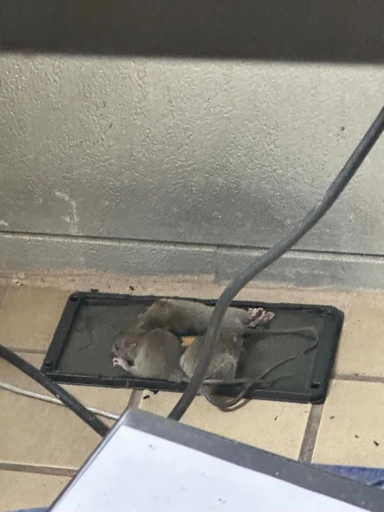 Rodents at the Red River Dining Facility on Barksdale Air Force Base