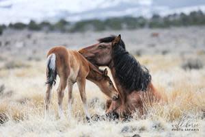 Onaqui mare and foal on federal lands | Photo: Jen Rogers, Wild Horse Photo Safari