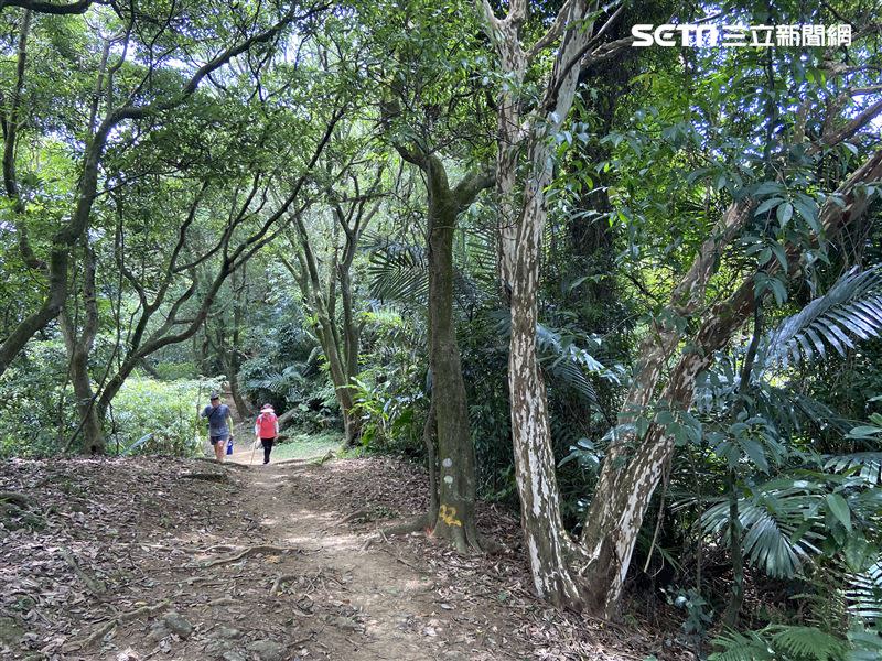 樹林（圖／新北市觀光旅遊局提供）