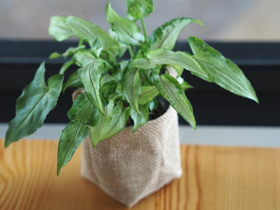 arrowhead plant in a hessian pot