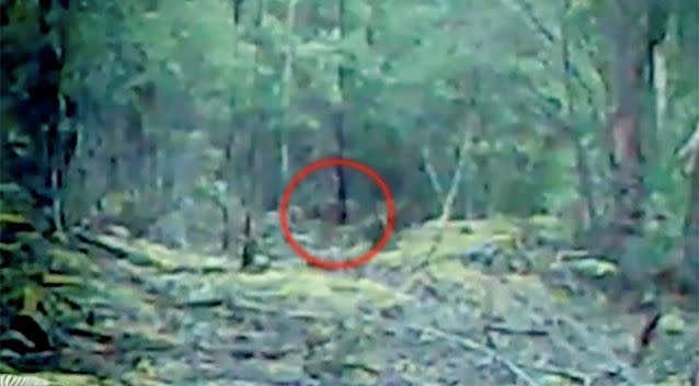 The group released footage of what they believe is a Tasmanian tiger.