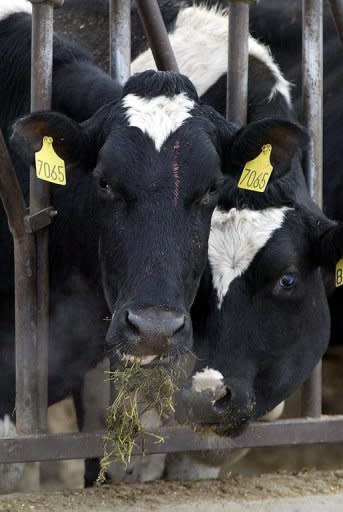 Archive photo shows quarantined dairy cows feeding at the Sunny Dene ranch in Mabton, Washington. The United States scrambled on Wednesday to contain the fallout from the discovery of mad cow disease in California as the top beef exporter insisted the outbreak posed no threat to consumers