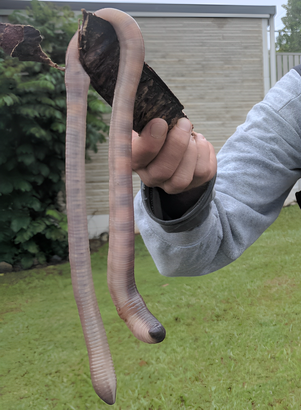 Big old worm hanging from a large, rectangular digging tool