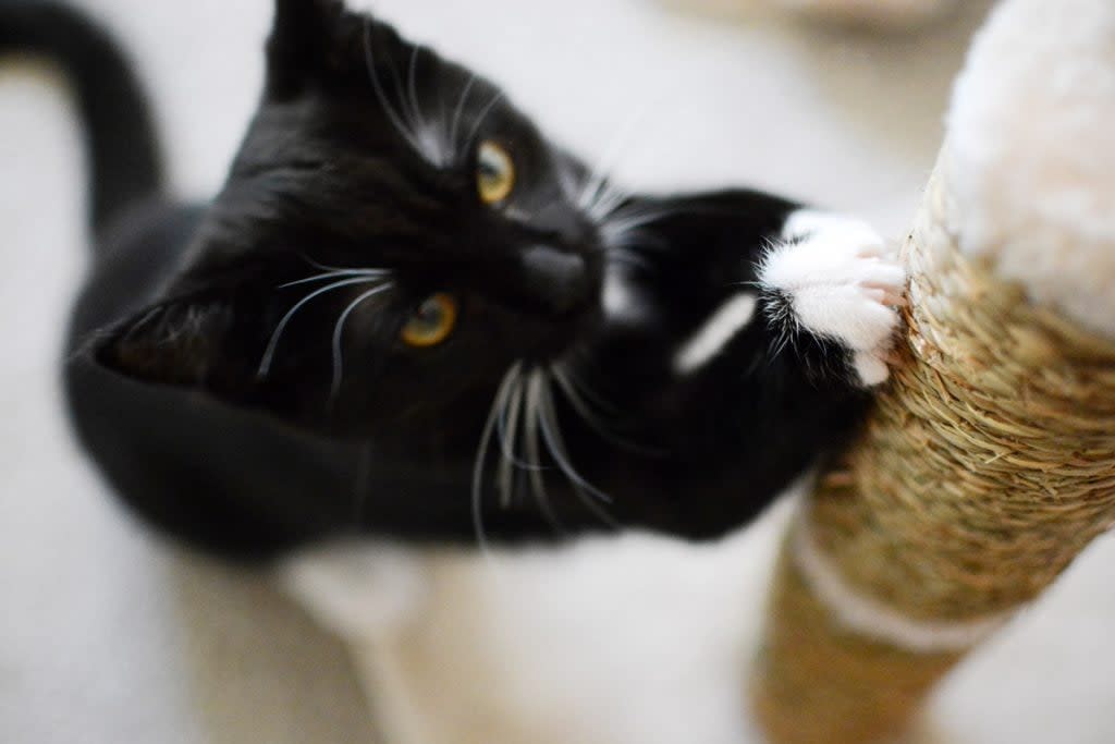 A cat uses a scratching post. 