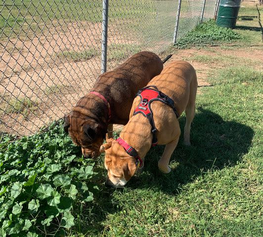 <p>Rachel Gross</p> Canine brothers Randul and Clooney sniffing together at their reunion