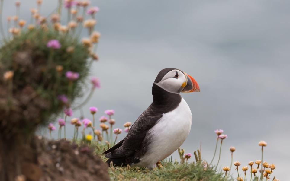 angelsey wales most beautiful british island for adventure seekers visit summer 2022 puffin - Getty