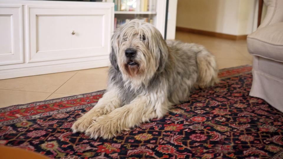 big shaggy sheepdog relaxing in living room, looking at camera