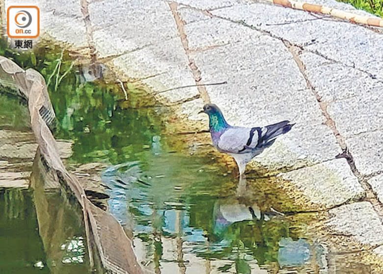 景林邨附近池塘有野鴿出沒。