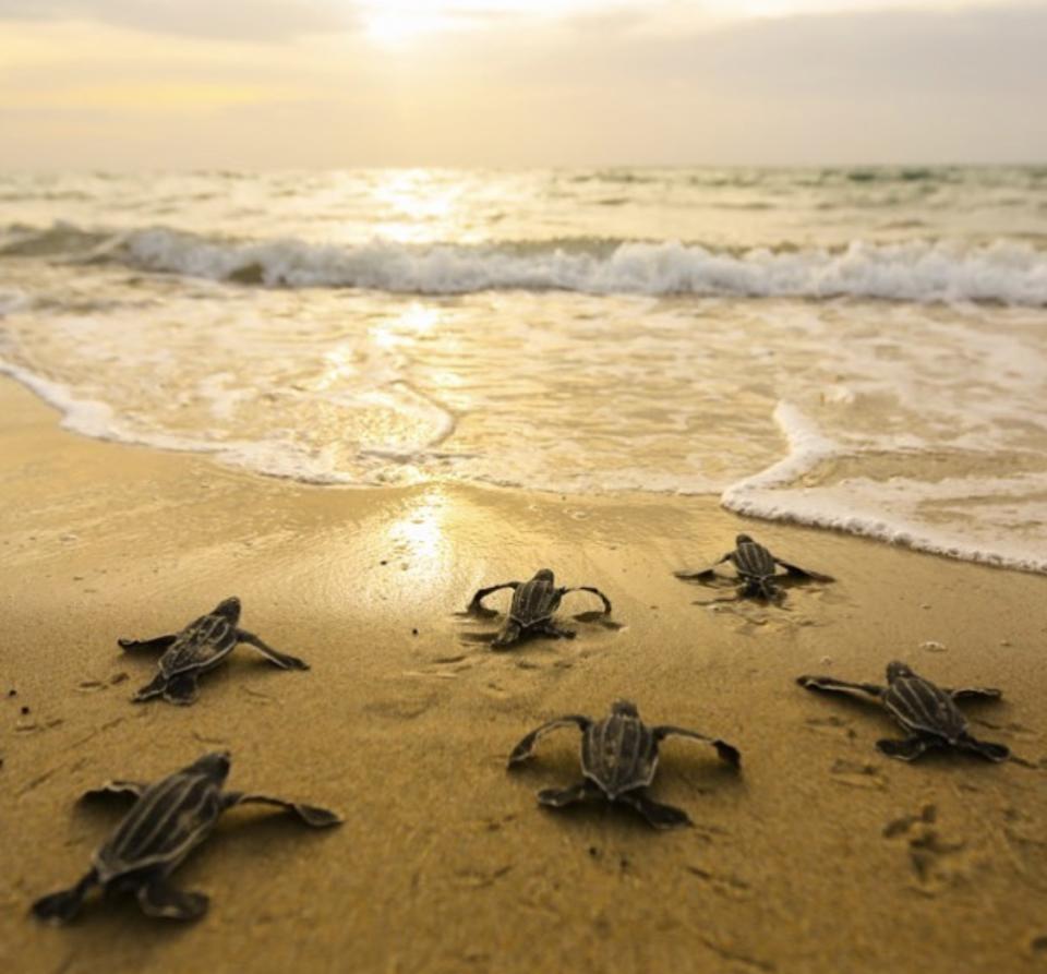 Experts expect sea turtles will thrive this summer due to reduced boat traffic and tourists on Florida beaches. (Credit: Ben Hicks, Sea Turtle Conservancy)