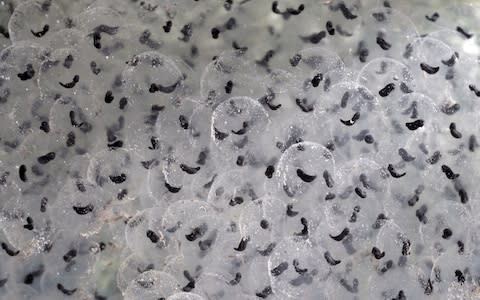 The days of collecting frogspawn may be coming to an end for youngsters  - Credit: RSPB