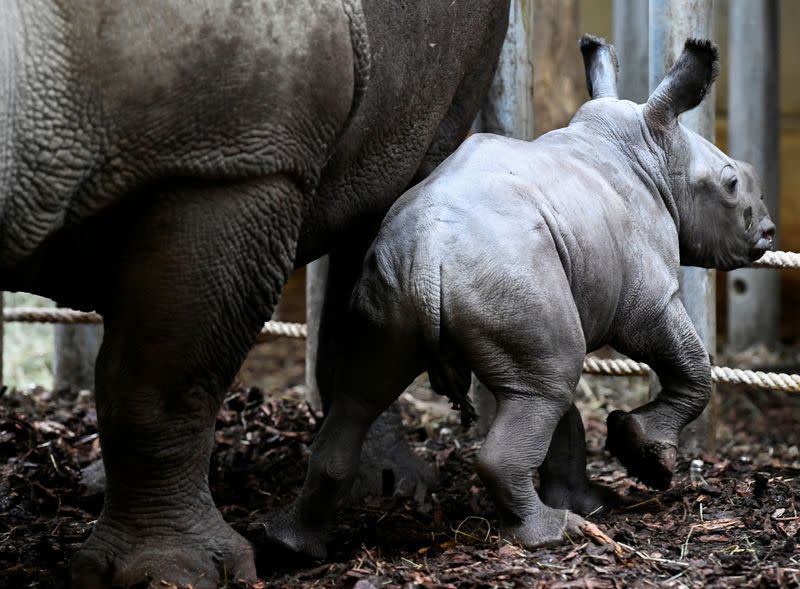 The Royal Burgers' Zoo welcomed a newly-born white rhinoceros in Arnhem