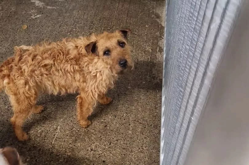 the neglected dogs were dumped outside Islay Dog Rescue.