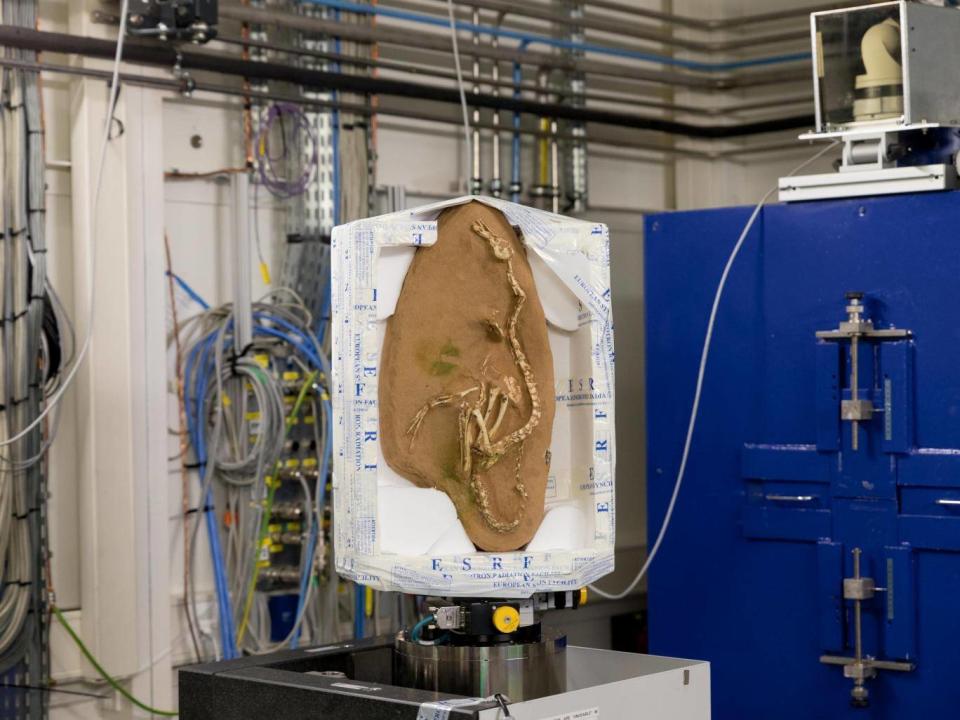 Fossil of the new dinosaur, Halszkaraptor escuilliei, during the synchrotron tomography scanning experiment at the European Synchrotron (ESRF)
