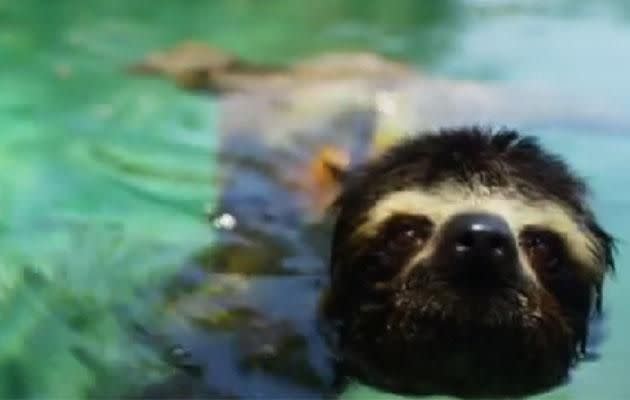 Ain't no river wide enough to keep this sloth from getting to his lady. Photo: Facebook/bbcearth