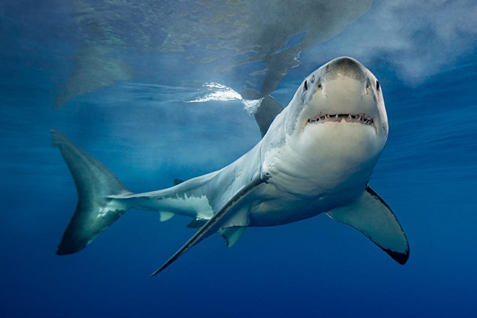 great white shark