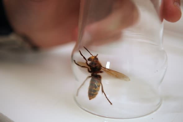 Man discovers deadly Asian hornet in Manchester