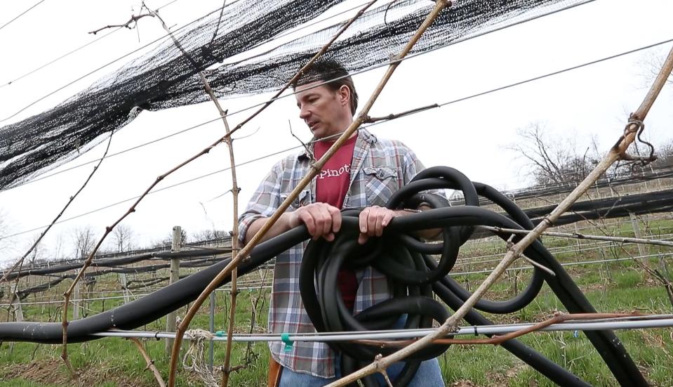 Tom Higgins, owner/winemaker of Heart and Hands Wine Company, removes insulation that covered heat tape along the vines in the spring of 2018.